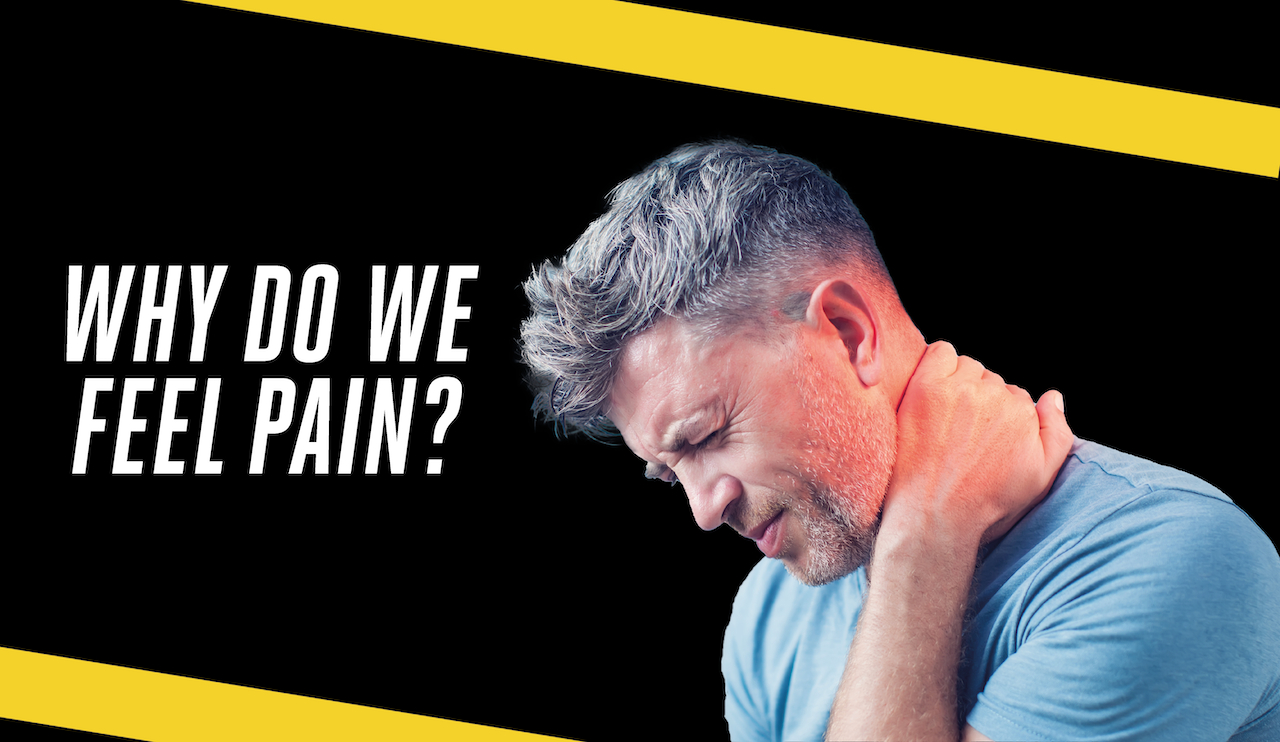 Why Do We Feel Pain?